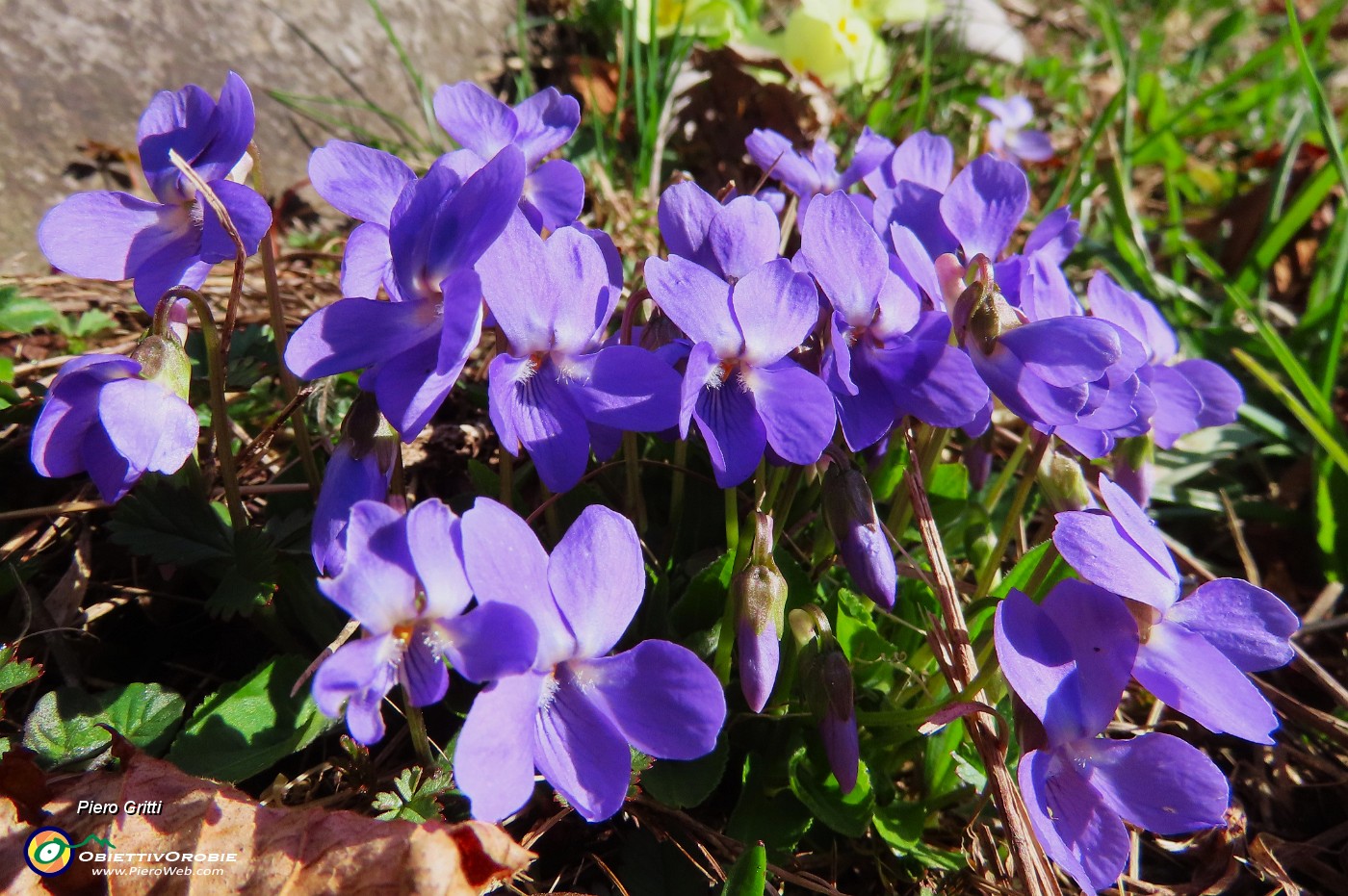 04 Viola canina - Viola selvatica.JPG